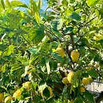Lemon House