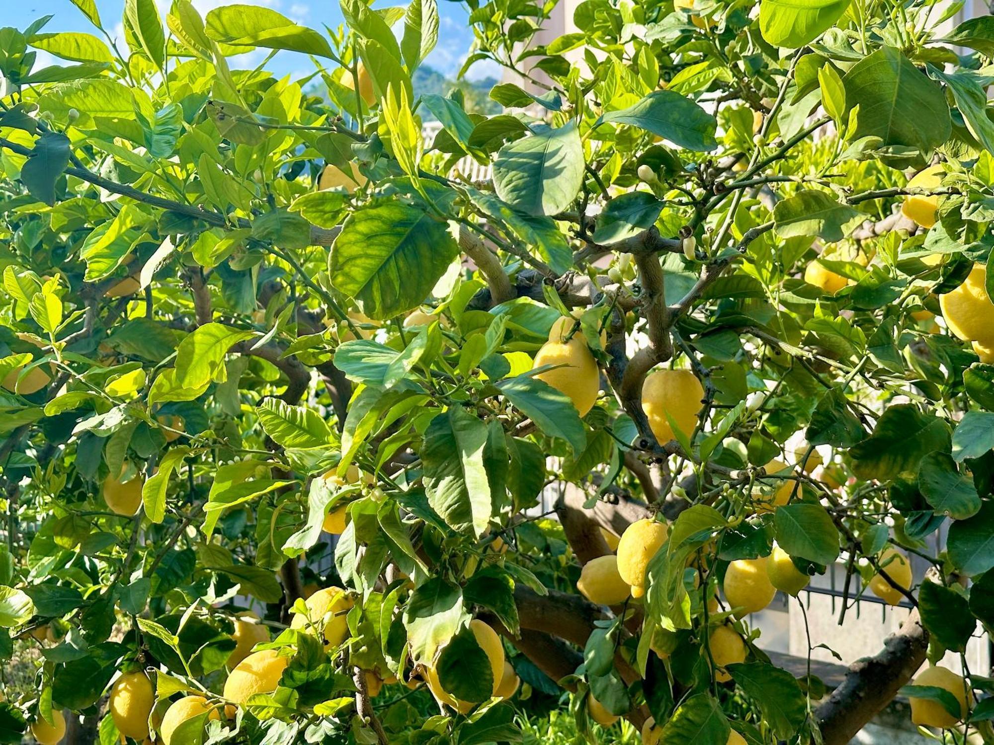 Appartement Lemon House Taormina